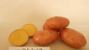 Уральские ученые вывели новый сорт крупноплодного картофеля