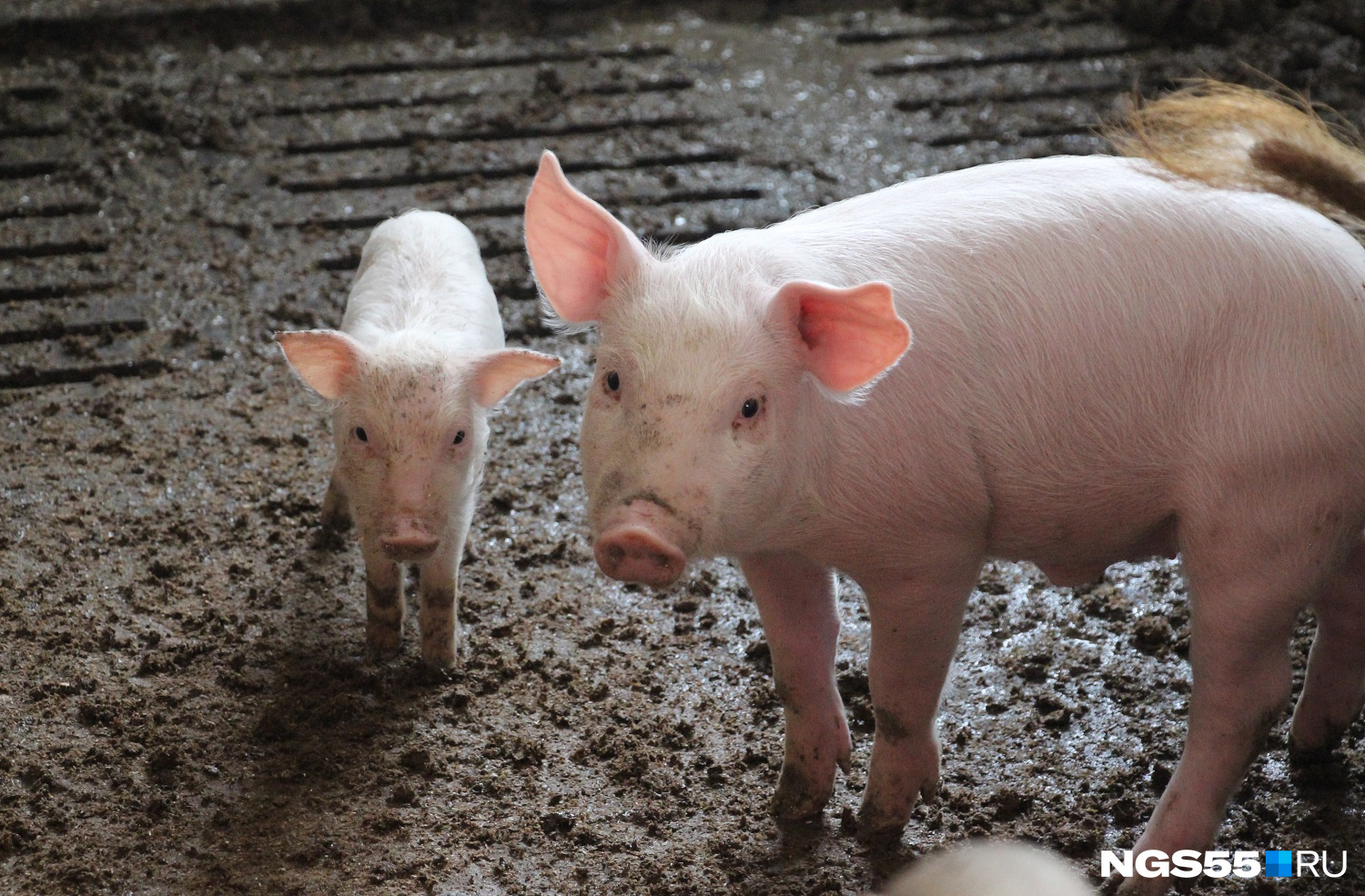 По цене магазина: власти Кузбасса установили компенсации за изъятие потенциально зараженных свиней у жителей