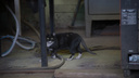 Замурованных в подвале читинского дома котят будут спасать. УК согласилась помочь