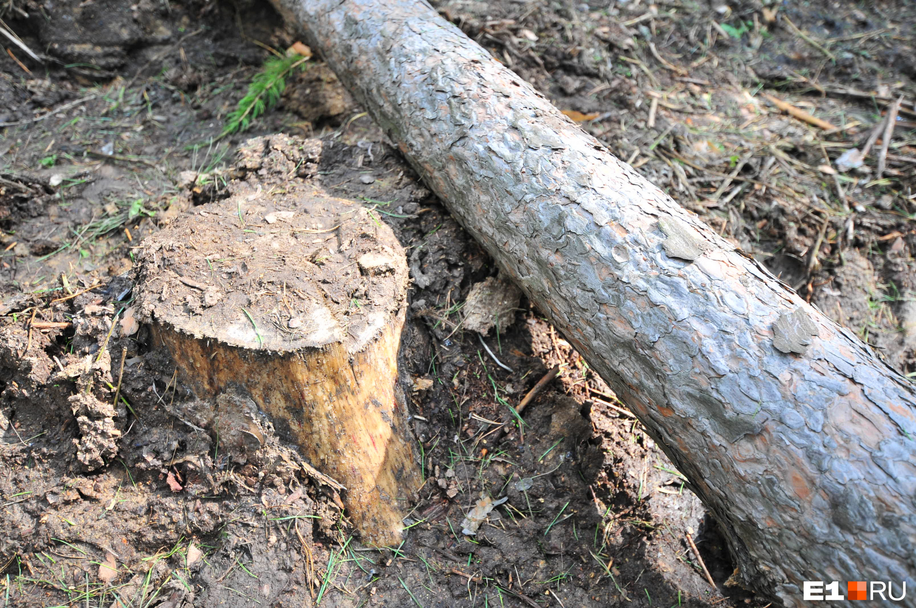 Жителя Казачинско-Ленского района приговорили к миллионному штрафу за рубку леса
