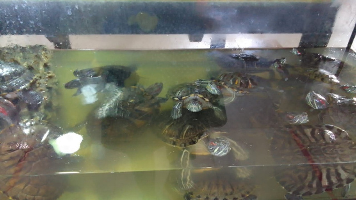Зоопарк «Радуга» опроверг замученных черепах в аквариуме