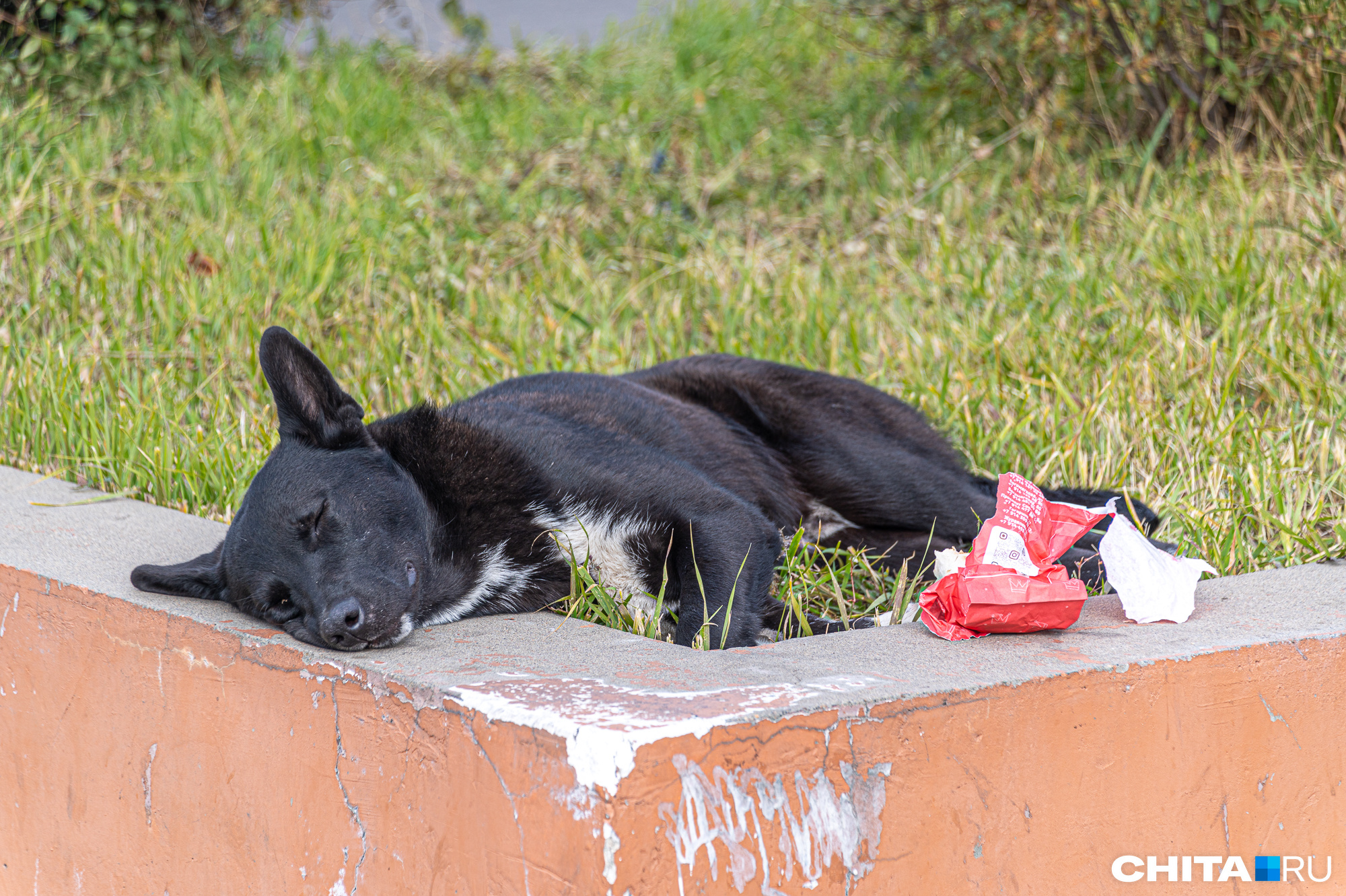 Сити-менеджер в Чите обвинил дачников в том, что бродячих псов стало больше