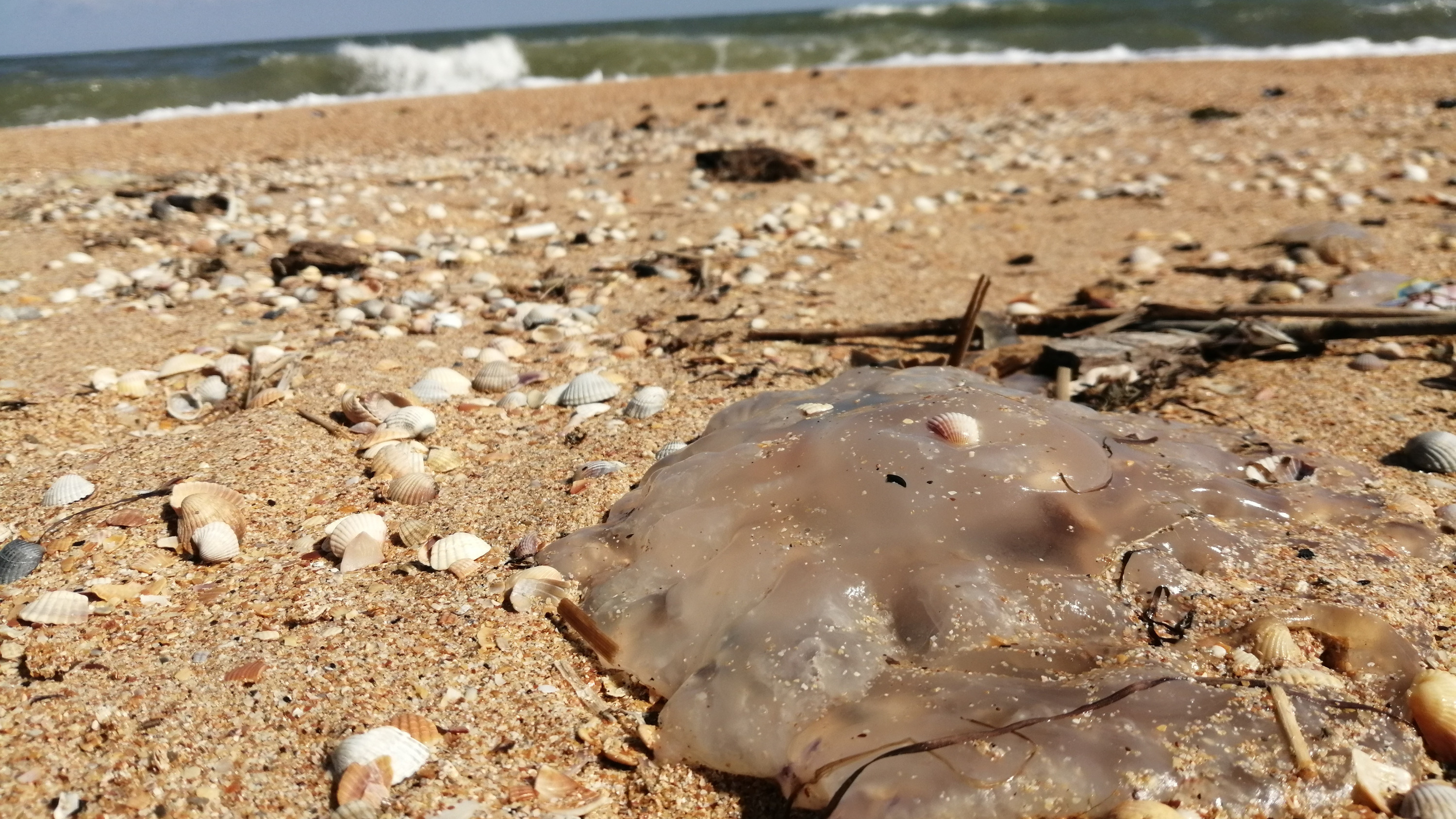 Азовское море заполонили медузы. Насколько они опасны?
