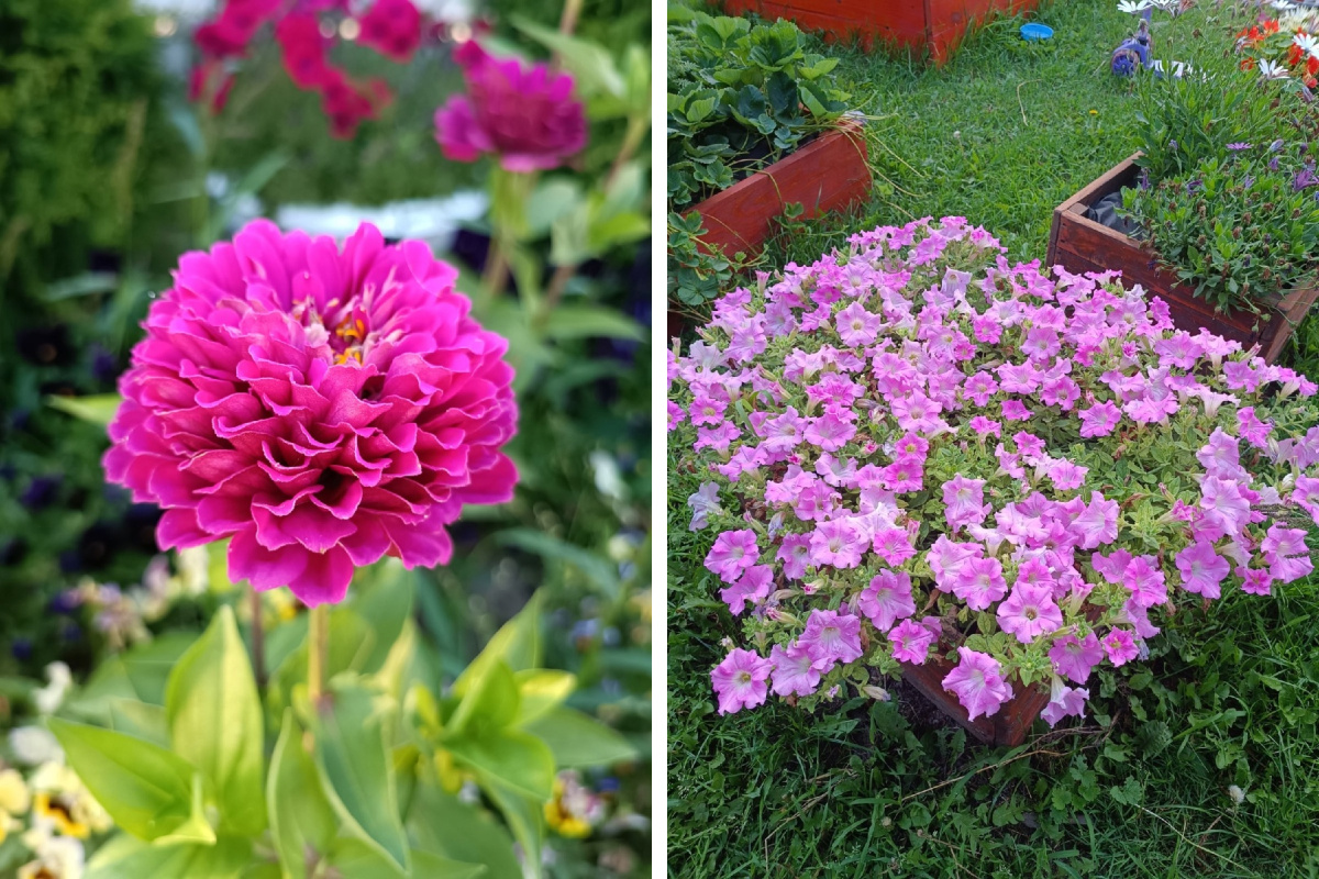 Большинство цветов в вашем саду — гибриды первого поколения