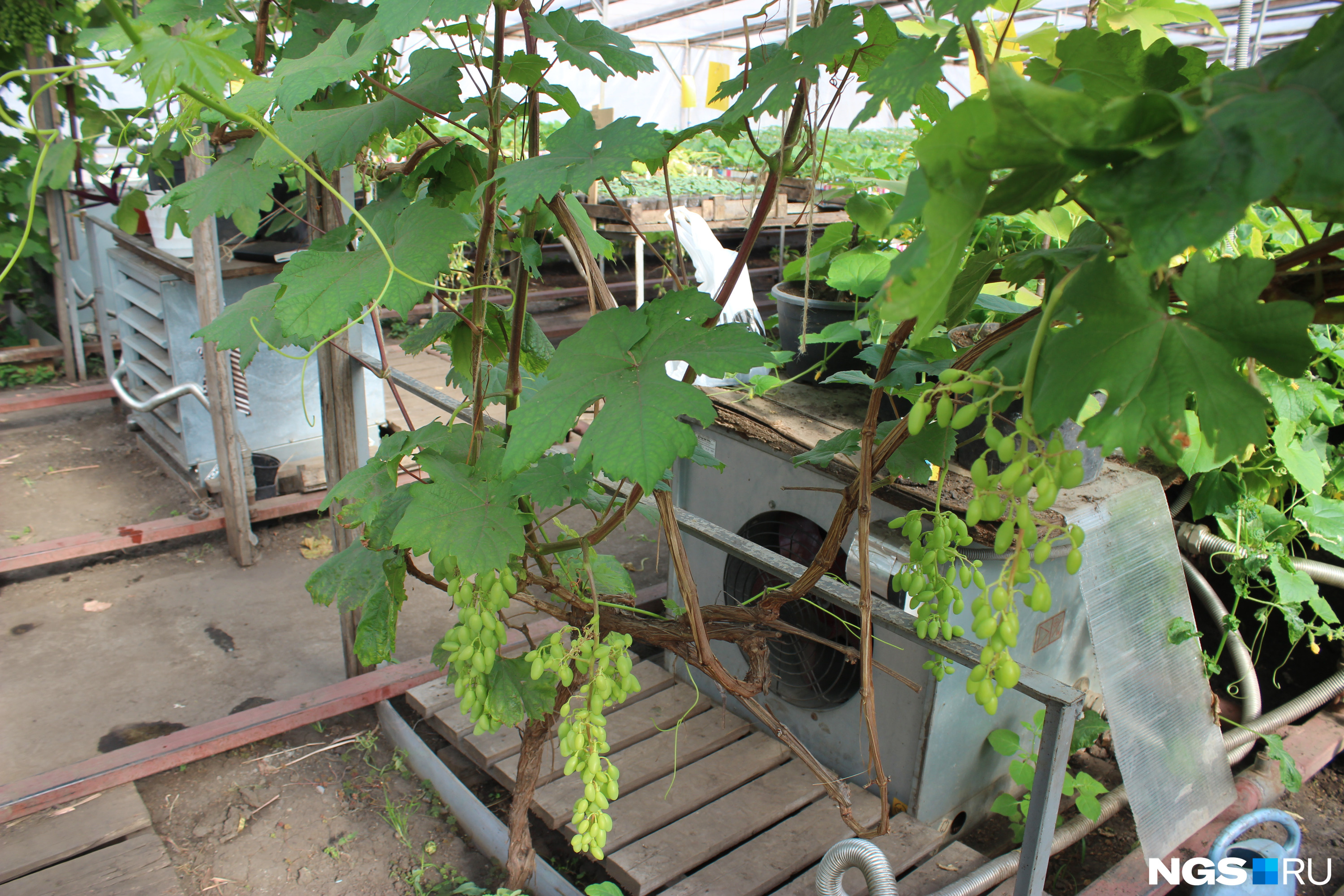 В Сибири очень часто виноград выращивается в теплице