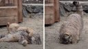 Манул принял «песочные» ванны: милое видео из Новосибирского зоопарка