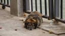 Власти Ростова расписались в бессилии в борьбе со стаями бродячих собак