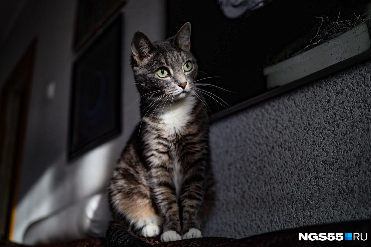 Почему коты перед смертью покидают свой дом: основные причины