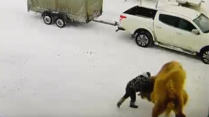Сторож ударил верблюда: животное в ответ искусало его до смерти — видео из Омской области