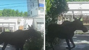 В Самаре лось загнал женщину в подъезд: видео