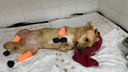 Новосибирские ветеринары установили дворняжке четыре титановые лапки — видео с собакой-киборгом