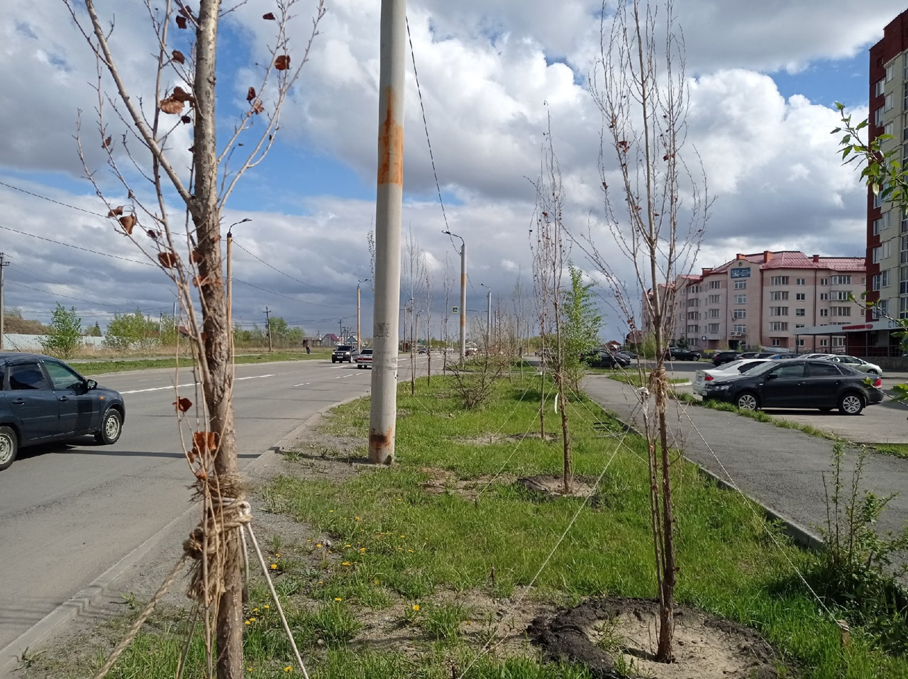 Жители Чурилово забили тревогу, когда увидели не проснувшиеся весной деревья