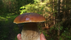 Как правильно ходить за грибами?