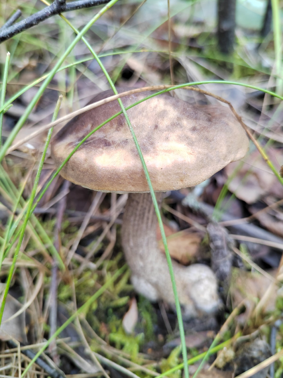 Осенние грибы с серой шляпкой