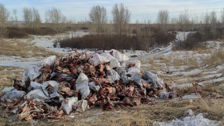 Десятки мешков с черепами и костями животных нашли под Красноярском