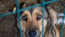 Собаки мобилизованных и стаи в бору. Репортаж из очагов борьбы с нашествием псов на Челябинск