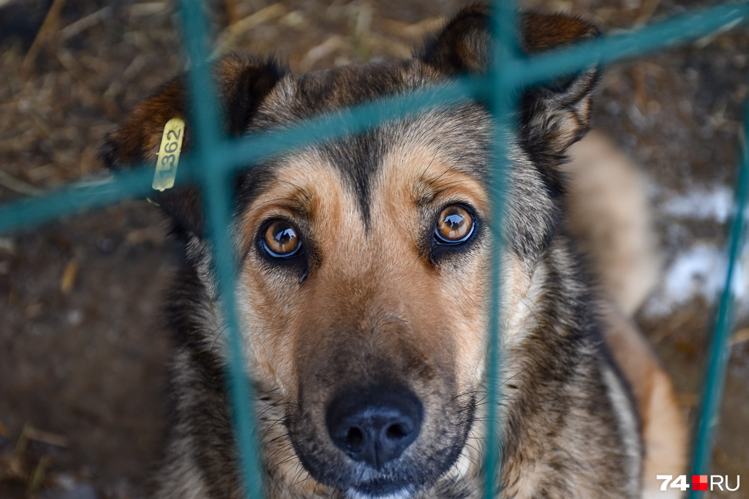 Бабезионосительство среди беспризорных собак в Москве: причины, последствия и меры предотвращения