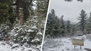 Летний снег выпал в Красноярском крае — фото заснеженных лесов