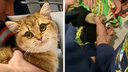 В Новосибирске спасатели вызволили лапу кота, который застрял в раковине, — на видео котик очень возмущался