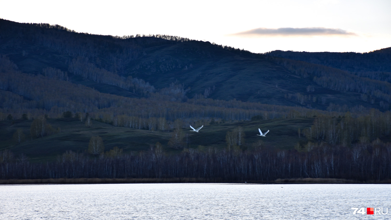 Лебеди над озером Кулдыбай