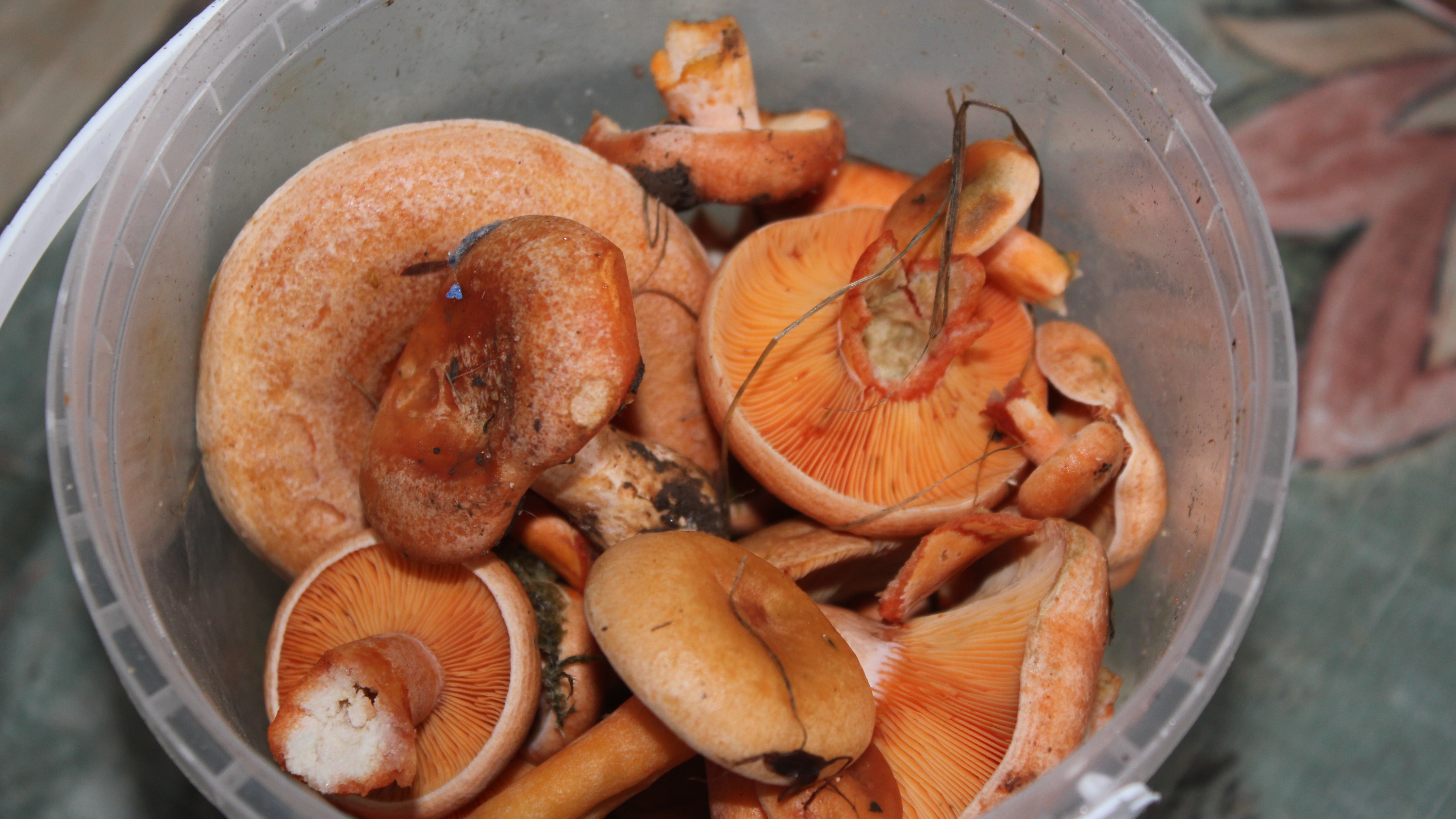 Рыжики соленые. Рыжики грибы приготовление. Рыжик России. Рыжики грибы в Забайкалье. Как приготовить рыжики
