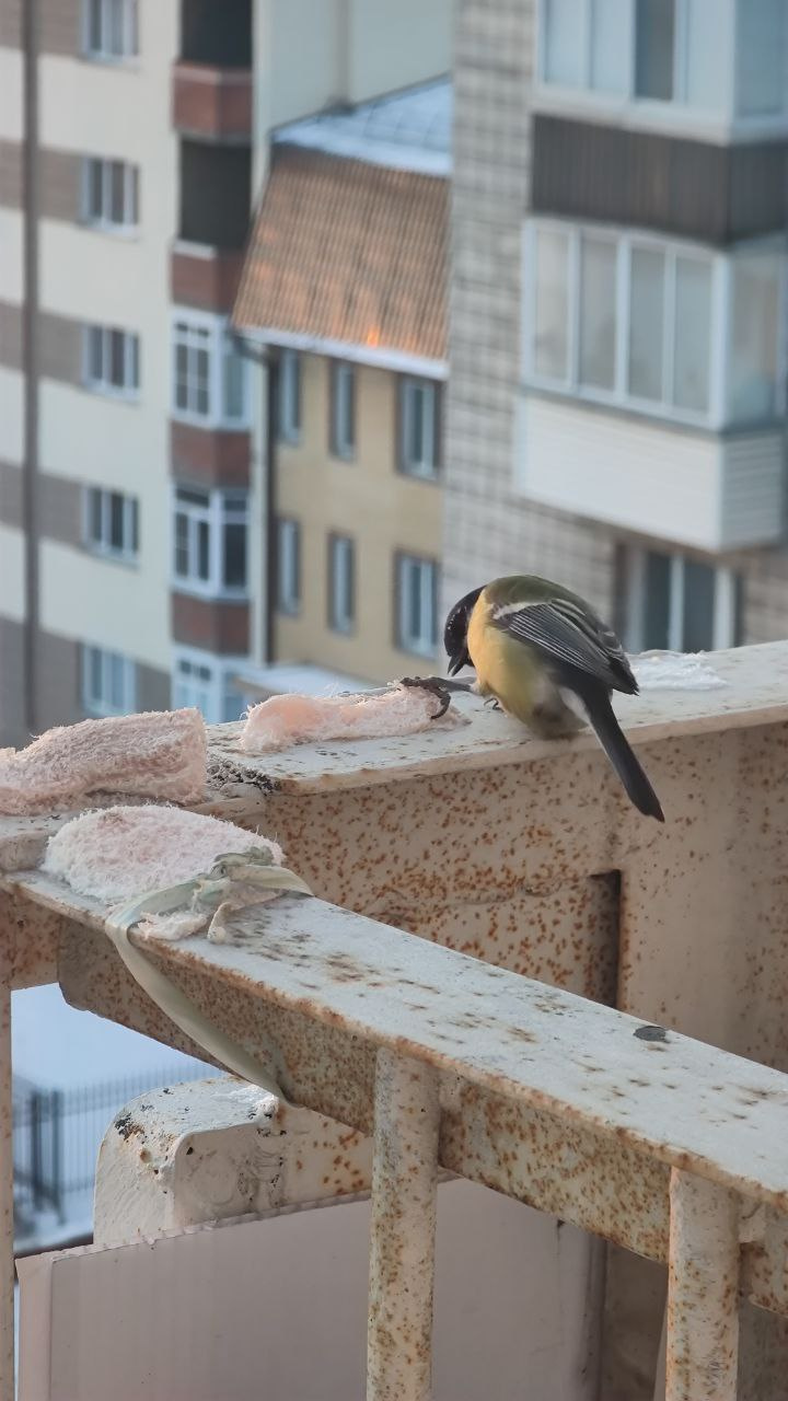Для птиц Елена устроила настоящую столовую на собственном балконе