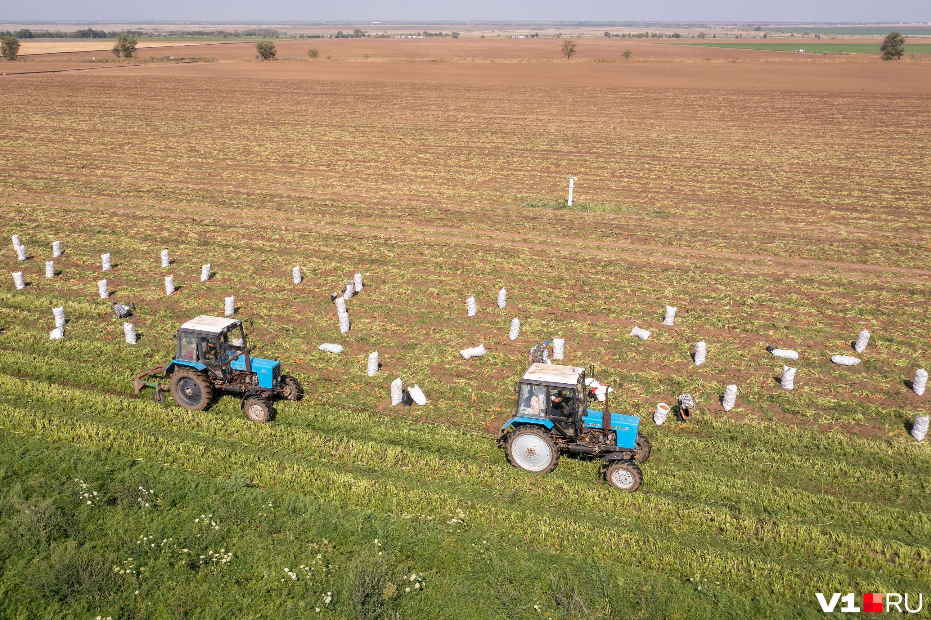 Фермер с урожаем девушка. Ашхабад сельское хозяйство. Поле 2 га. Пашня. Человек с урожаем.