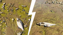 «Весь берег усыпан»: в Ярославской области в Рыбинском водохранилище массово гибнет рыба
