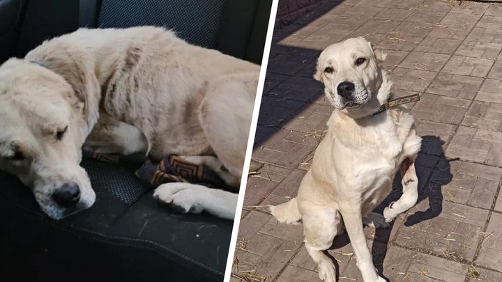 Полуживого алабая подобрали на улице полгода назад: посмотрите, как изменилась эта собака