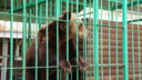 «Переезд в зоопарк не пойдет на пользу»: ярославцы эмоционально высказались о медведице Маше