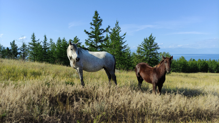 Забайкальские водители за один день сбили лошадь и корову