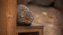 Пушатся и греются друг о друга: пять минут из жизни четырех котят манула в Новосибирском зоопарке
