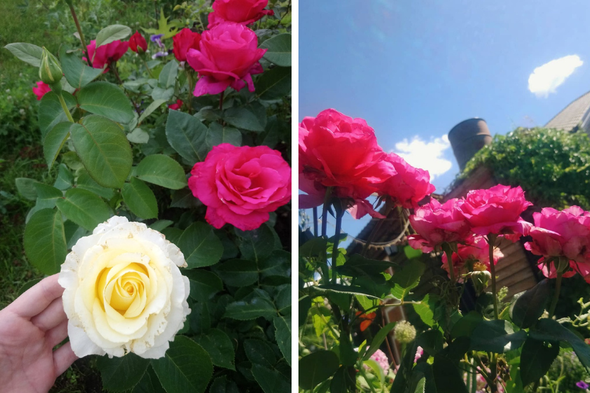 Сажаем розы: лучшие сорта, правила ухода и способ выращивания куста из букета