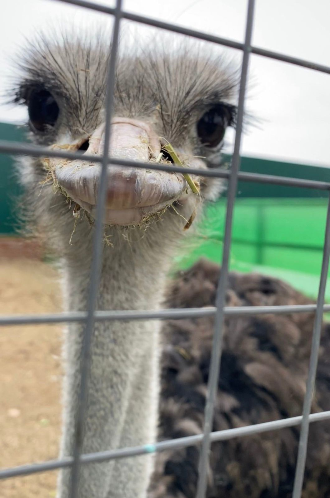 Экс-депутат опубликовал фото милого страуса