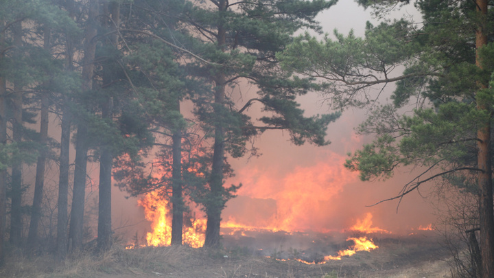 90 домов сгорели в садоводстве Братского района, площадь пожара составила 20 гектаров