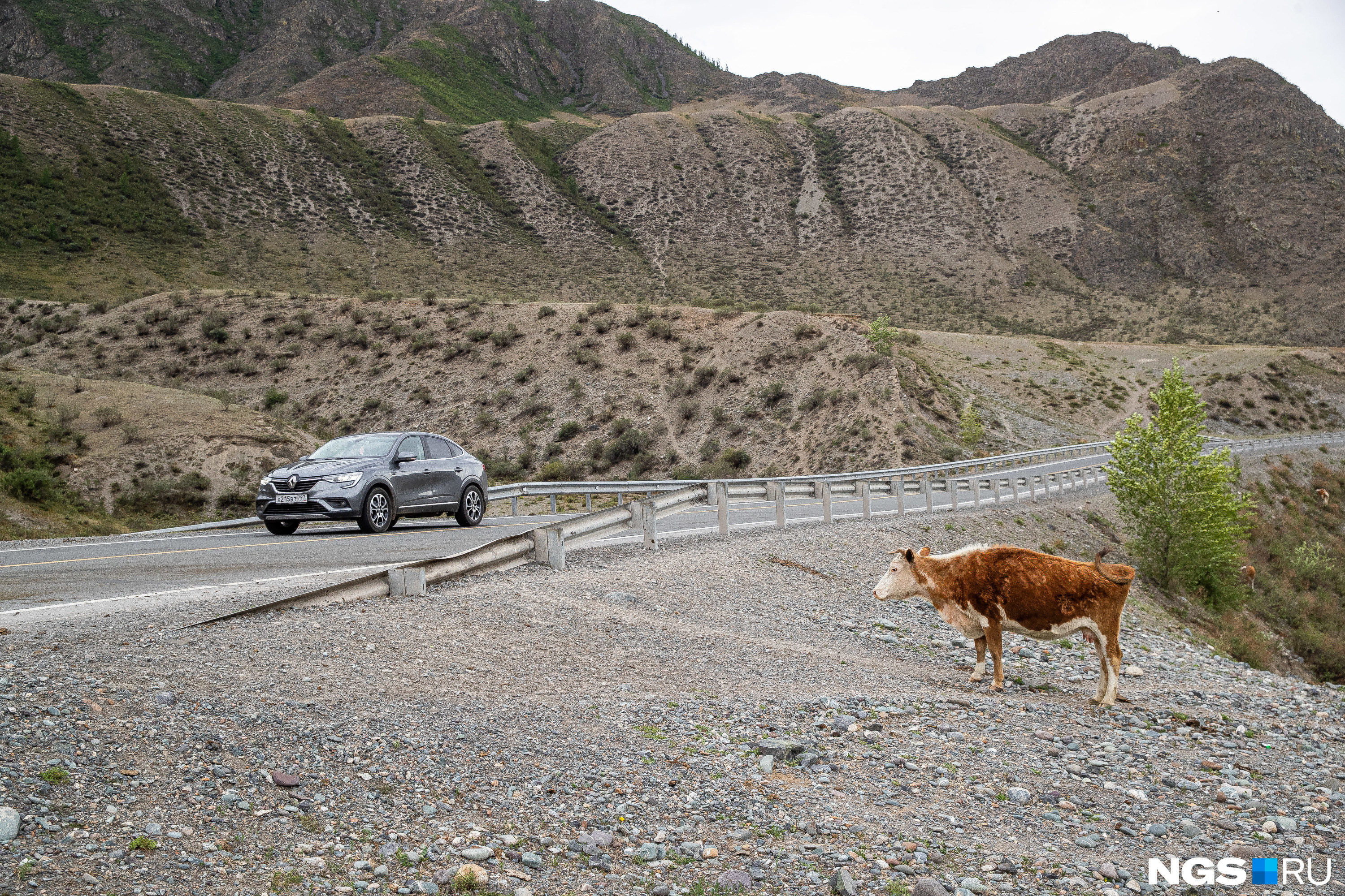 Рыжие коровы сопровождают туристов даже в совсем диких районах