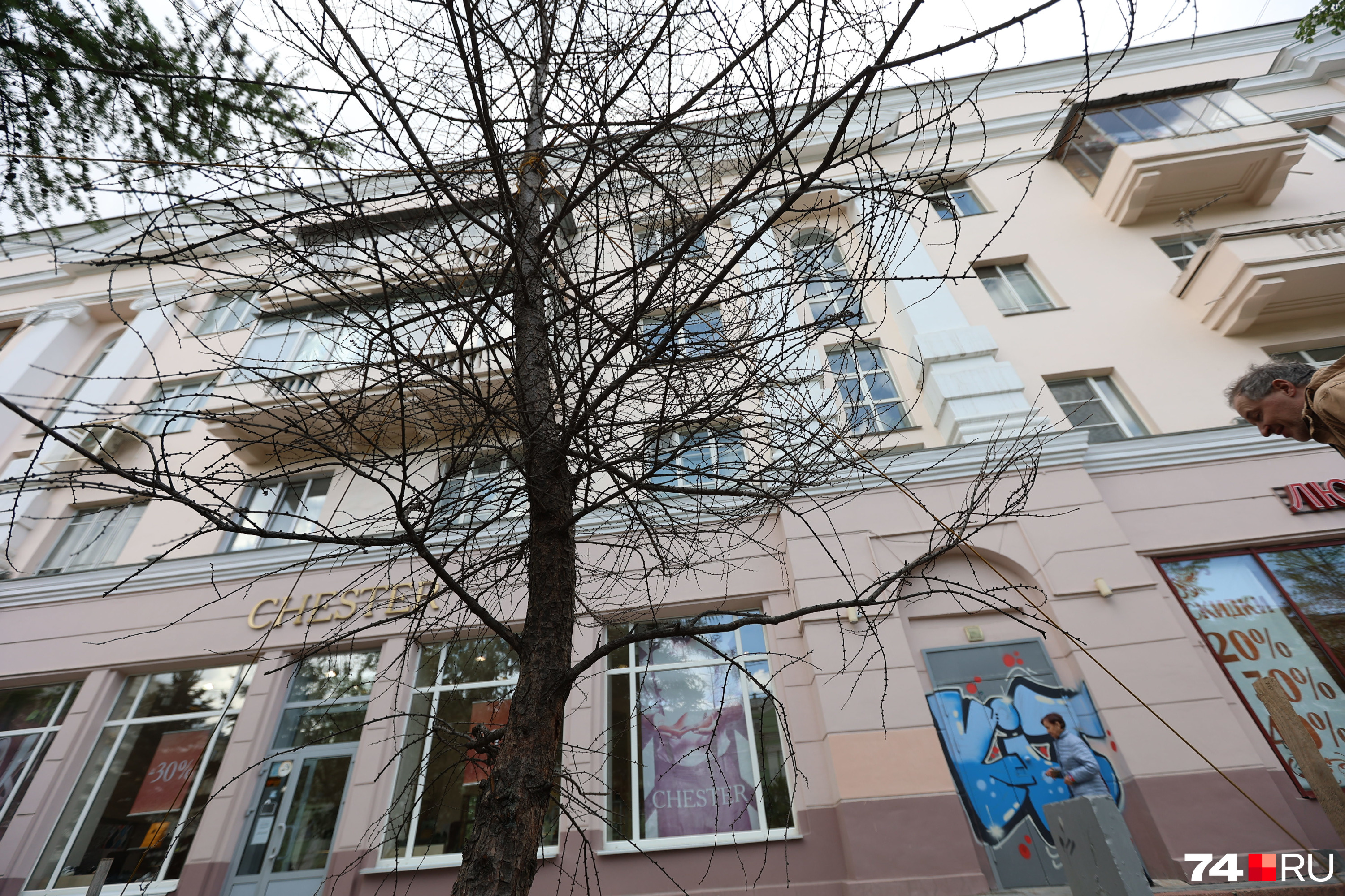 Две из трех лиственниц не выжили Две из трех лиственниц не выжили