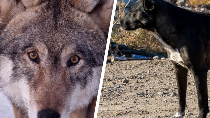 Собаки или волки? В Минусинском районе неизвестный зверь загрыз теленка