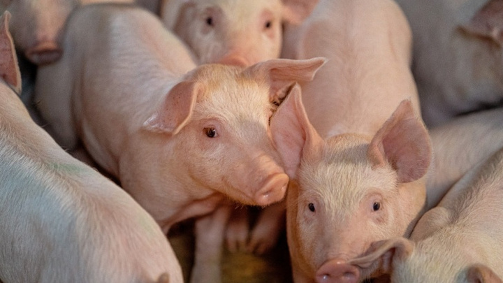 В правительстве рассказали, почему военные виновны в распространении чумы свиней на Урале