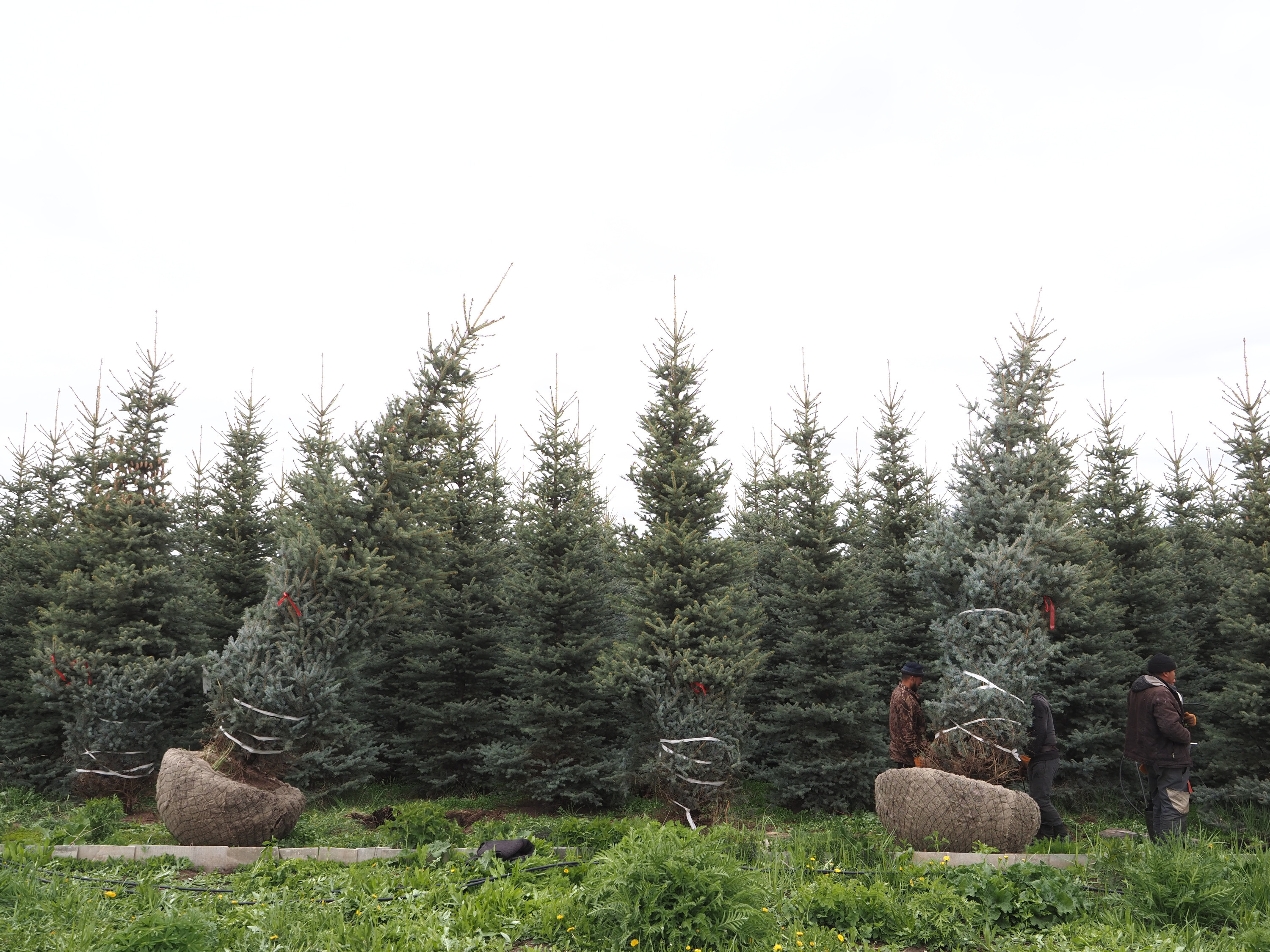 В Екатеринбурге новые деревья простоят еще не один десяток лет