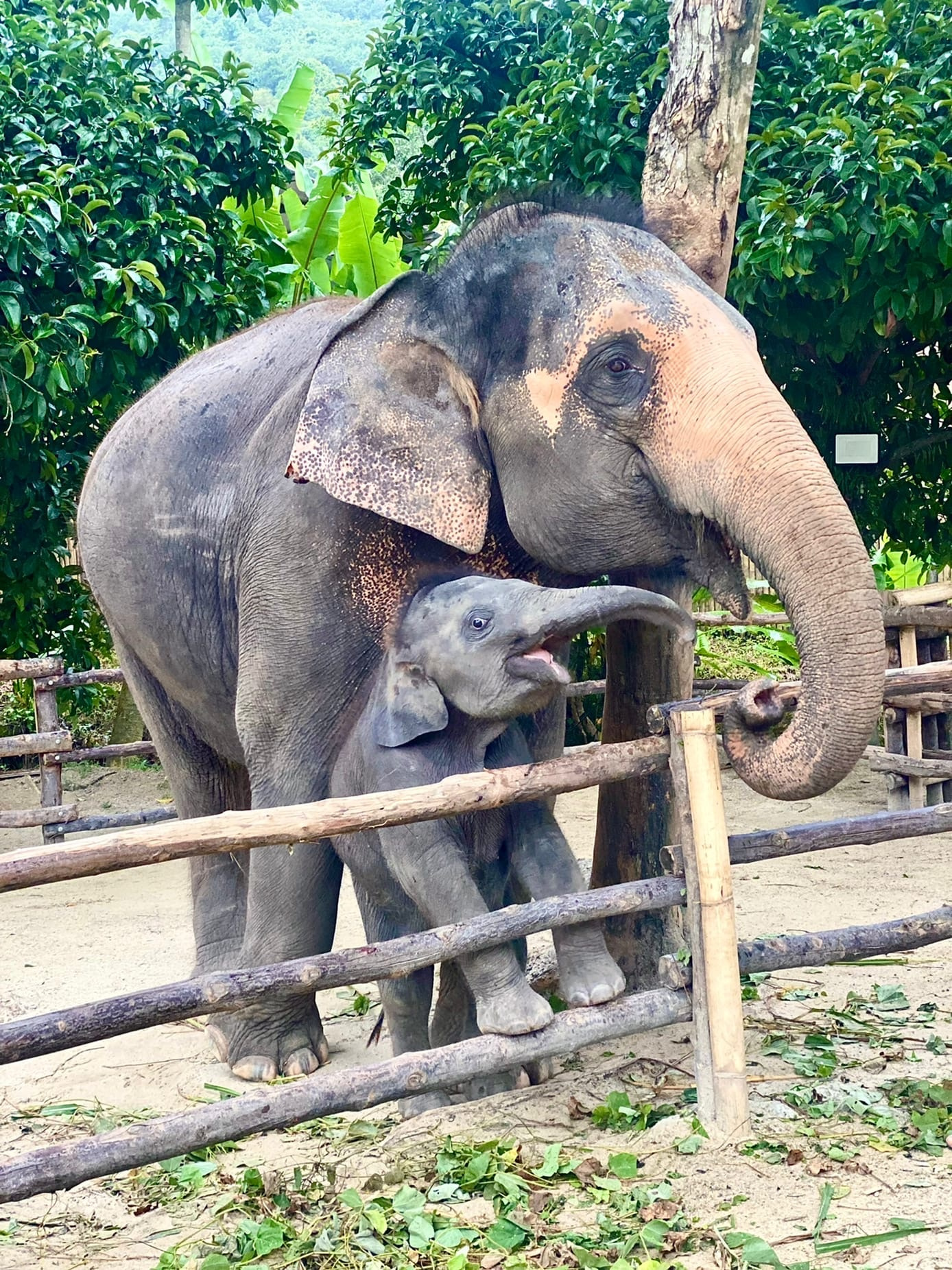 Одно из удивительных мест на Пхукете — убежище для слонов
