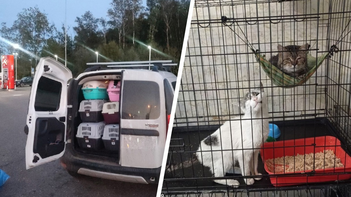 «Они как высохшие шубы»: в Курган привезут кошек, спасенных во время СВО. Для них ищут хозяев