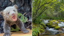 «Заливаются криками и бегут к человеку»: зоозащитники выхаживают медвежат, чтобы выпустить на волю