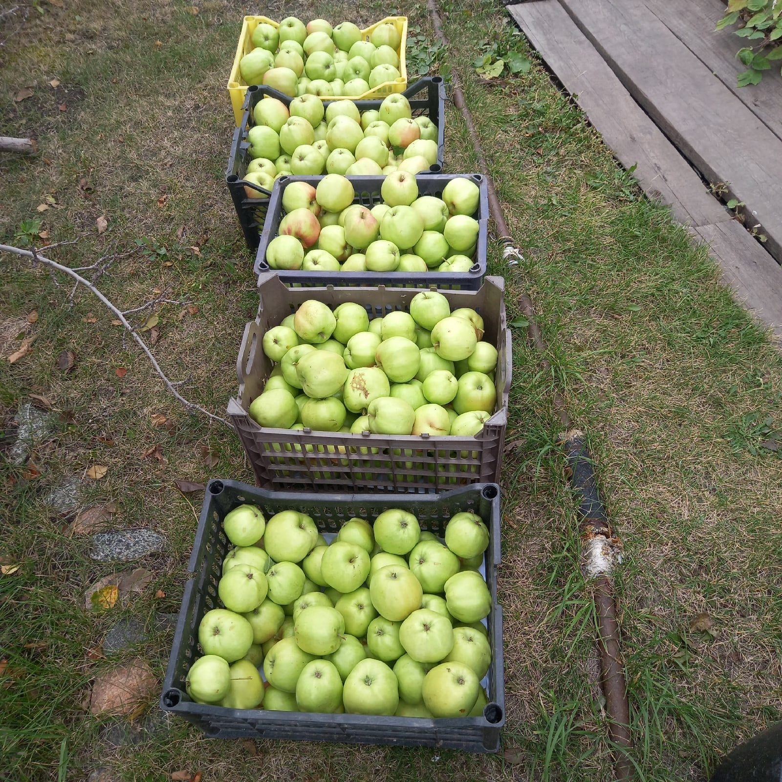 Яблоки у Светланы в этом году тоже удались. Масштабы почти промышленные