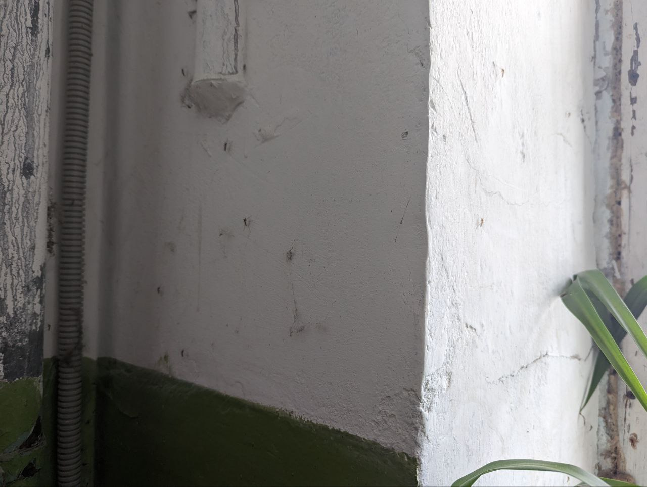 В Пионерском районе многоэтажку терроризируют полчища комаров (и это опаснее, чем кажется)