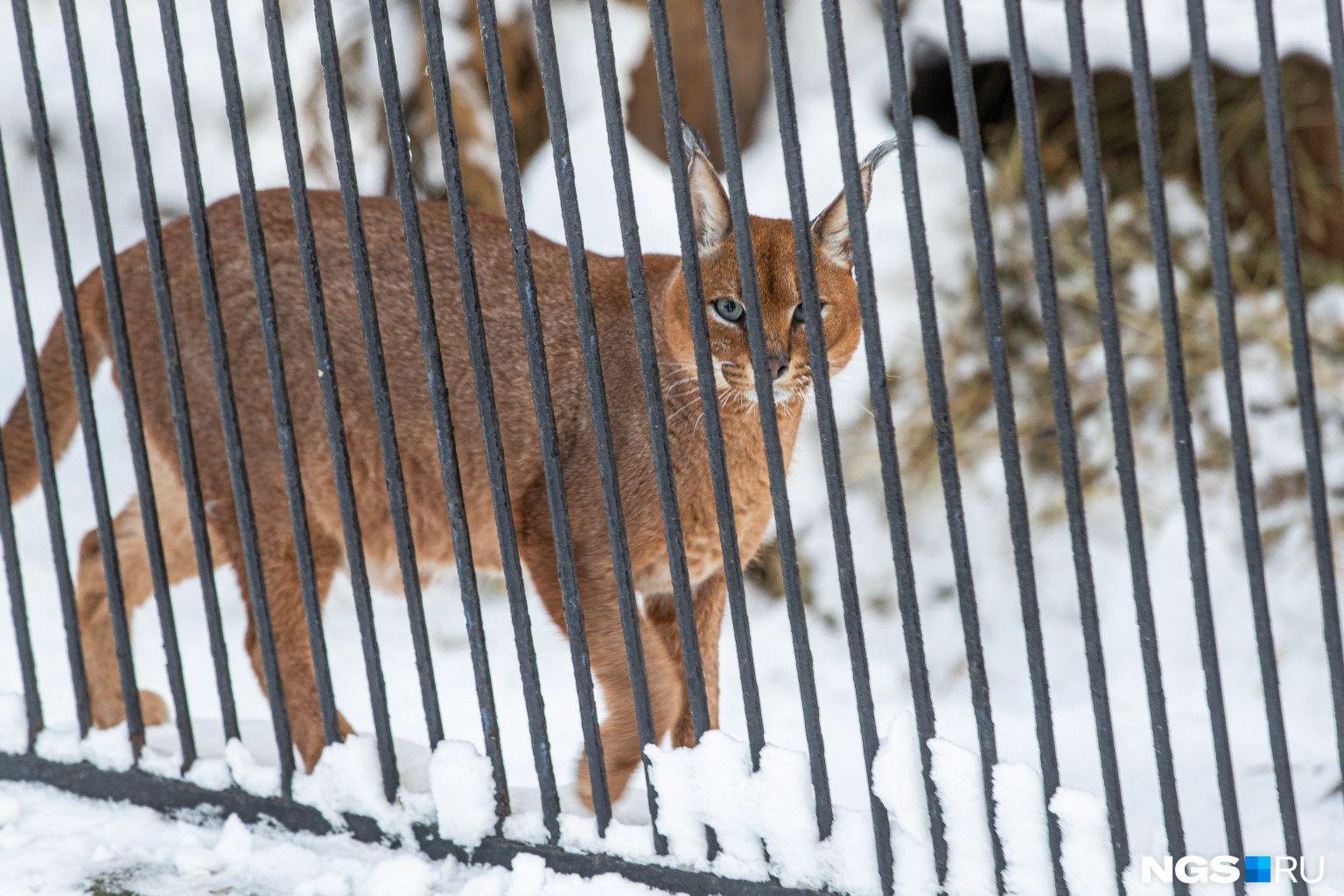 Обнимаются и зевают: как новую неделю встретили животные в Новосибирском зоопарке — милый фоторепортаж