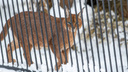Обнимаются и зевают: как новую неделю встретили животные в Новосибирском зоопарке — милый фоторепортаж