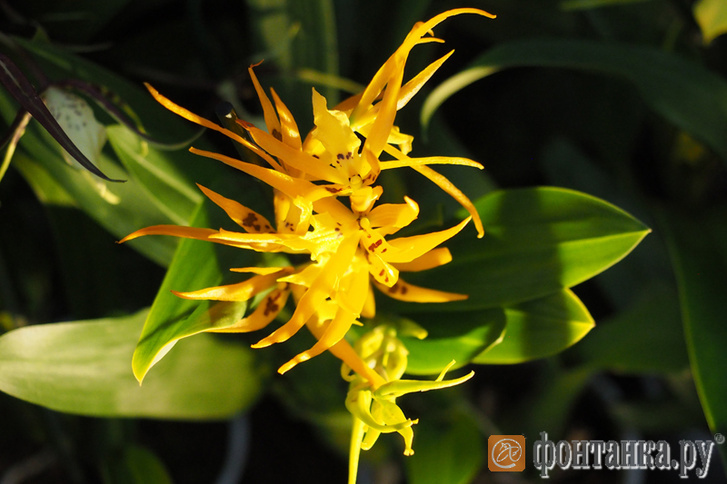 В Ботаническом саду пройдёт традиционная выставка орхидей и бромелий