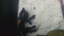 «Растер снегом, чтобы привести в чувство»: спасатели помогли котенку во время пожара в Зауралье