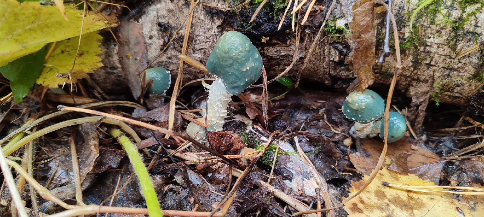 А это строфария сине-зеленая, тоже съедобный гриб